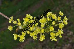 Spitz-Ahorn, Acer platanoides, Acer platanoides, Spitz-Ahorn, Aceraceae, mit Teerfleckenkrankheit, Blatt mit Teerfleckenkrankheit Rhytisma acerinum Kauf von 01339_acer_platanoides_dsc_3423.jpg