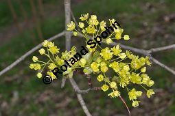 Spitz-Ahorn, Acer platanoides, Acer platanoides, Spitz-Ahorn, Aceraceae, mit Teerfleckenkrankheit, Blatt mit Teerfleckenkrankheit Rhytisma acerinum Kauf von 01339_acer_platanoides_dsc_3424.jpg
