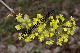 Spitz-Ahorn, Acer platanoides, Acer platanoides, Spitz-Ahorn, Aceraceae, mit Teerfleckenkrankheit, Blatt mit Teerfleckenkrankheit Rhytisma acerinum Kauf von 01339_acer_platanoides_dsc_3425.jpg