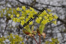 Spitz-Ahorn, Acer platanoides, Acer platanoides, Spitz-Ahorn, Aceraceae, mit Teerfleckenkrankheit, Blatt mit Teerfleckenkrankheit Rhytisma acerinum Kauf von 01339_acer_platanoides_dsc_3426.jpg