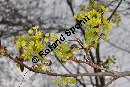 Spitz-Ahorn, Acer platanoides, Acer platanoides, Spitz-Ahorn, Aceraceae, mit Teerfleckenkrankheit, Blatt mit Teerfleckenkrankheit Rhytisma acerinum Kauf von 01339_acer_platanoides_dsc_3427.jpg