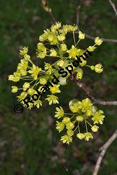 Spitz-Ahorn, Acer platanoides, Acer platanoides, Spitz-Ahorn, Aceraceae, mit Teerfleckenkrankheit, Blatt mit Teerfleckenkrankheit Rhytisma acerinum Kauf von 01339_acer_platanoides_dsc_3428.jpg