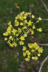 Spitz-Ahorn, Acer platanoides, Acer platanoides, Spitz-Ahorn, Aceraceae, mit Teerfleckenkrankheit, Blatt mit Teerfleckenkrankheit Rhytisma acerinum Kauf von 01339_acer_platanoides_dsc_3429.jpg