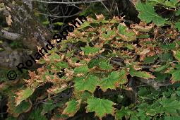 Spitz-Ahorn, Acer platanoides, Acer platanoides, Spitz-Ahorn, Aceraceae, mit Teerfleckenkrankheit, Blatt mit Teerfleckenkrankheit Rhytisma acerinum Kauf von 01339_acer_platanoides_dsc_4543.jpg