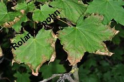 Spitz-Ahorn, Acer platanoides, Acer platanoides, Spitz-Ahorn, Aceraceae, mit Teerfleckenkrankheit, Blatt mit Teerfleckenkrankheit Rhytisma acerinum Kauf von 01339_acer_platanoides_dsc_4544.jpg