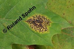 Spitz-Ahorn, Acer platanoides, Acer platanoides, Spitz-Ahorn, Aceraceae, mit Teerfleckenkrankheit, Blatt mit Teerfleckenkrankheit Rhytisma acerinum Kauf von 01339_acer_platanoides_dsc_6728.jpg