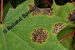 Spitz-Ahorn, Acer platanoides, Acer platanoides, Spitz-Ahorn, Aceraceae, mit Teerfleckenkrankheit, Blatt mit Teerfleckenkrankheit Rhytisma acerinum Kauf von 01339_acer_platanoides_dsc_6729.jpg
