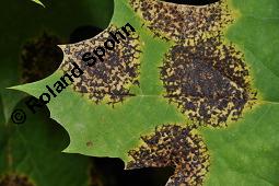 Spitz-Ahorn, Acer platanoides, Acer platanoides, Spitz-Ahorn, Aceraceae, mit Teerfleckenkrankheit, Blatt mit Teerfleckenkrankheit Rhytisma acerinum Kauf von 01339_acer_platanoides_dsc_6730.jpg