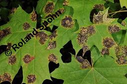 Spitz-Ahorn, Acer platanoides, Acer platanoides, Spitz-Ahorn, Aceraceae, mit Teerfleckenkrankheit, Blatt mit Teerfleckenkrankheit Rhytisma acerinum Kauf von 01339_acer_platanoides_dsc_6731.jpg