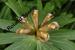 Südeuropäischer Winterling, Eranthis hyemalis, Eranthis hyemalis, Südeuropäischer Winterling, Ranunculaceae, fruchtend Kauf von 01355_eranthis_hyemalis_dsc_0463.jpg