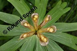 Südeuropäischer Winterling, Eranthis hyemalis, Eranthis hyemalis, Südeuropäischer Winterling, Ranunculaceae, fruchtend Kauf von 01355_eranthis_hyemalis_dsc_0464.jpg