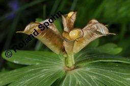 Südeuropäischer Winterling, Eranthis hyemalis, Eranthis hyemalis, Südeuropäischer Winterling, Ranunculaceae, fruchtend Kauf von 01355_eranthis_hyemalis_dsc_0465.jpg