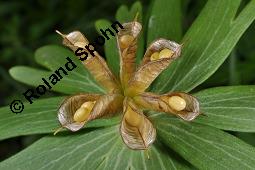 Südeuropäischer Winterling, Eranthis hyemalis, Eranthis hyemalis, Südeuropäischer Winterling, Ranunculaceae, fruchtend Kauf von 01355_eranthis_hyemalis_dsc_0466.jpg
