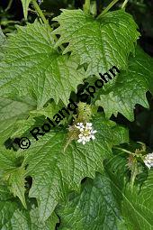 Gewöhnliche Knoblauchsrauke, Lauchrauke, Knoblauchs-Heerich, Alliaria petiolata, Alliaria officinalis, Brassicaceae, Alliaria petiolata, Alliaria officinalis, Sisymbrium alliaria, Gewöhnliche Knoblauchsrauke, Lauchrauke, Knoblauchs-Heerich, Blühend Kauf von 01361_alliaria_petiolata_dsc_3748.jpg