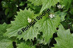 Gewöhnliche Knoblauchsrauke, Lauchrauke, Knoblauchs-Heerich, Alliaria petiolata, Alliaria officinalis, Brassicaceae, Alliaria petiolata, Alliaria officinalis, Sisymbrium alliaria, Gewöhnliche Knoblauchsrauke, Lauchrauke, Knoblauchs-Heerich, Blühend Kauf von 01361_alliaria_petiolata_dsc_3749.jpg