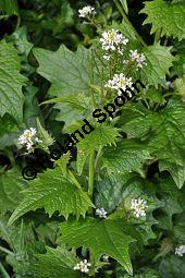 Gewöhnliche Knoblauchsrauke, Lauchrauke, Knoblauchs-Heerich, Alliaria petiolata, Alliaria officinalis, Brassicaceae, Alliaria petiolata, Alliaria officinalis, Sisymbrium alliaria, Gewöhnliche Knoblauchsrauke, Lauchrauke, Knoblauchs-Heerich, Blühend Kauf von 01361_alliaria_petiolata_dsc_3750.jpg