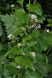 Gewöhnliche Knoblauchsrauke, Lauchrauke, Knoblauchs-Heerich, Alliaria petiolata, Alliaria officinalis, Brassicaceae, Alliaria petiolata, Alliaria officinalis, Sisymbrium alliaria, Gewöhnliche Knoblauchsrauke, Lauchrauke, Knoblauchs-Heerich, Blühend Kauf von 01361_alliaria_petiolata_dsc_3751.jpg