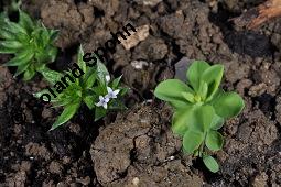 Ackerröte, Sherardia arvensis, Sherardia arvensis, Ackerröte, Rubiaceae, Habitus blühend Kauf von 01427_sherardia_arvensis_dsc_4190.jpg