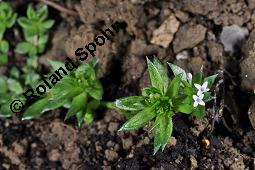 Ackerröte, Sherardia arvensis, Sherardia arvensis, Ackerröte, Rubiaceae, Habitus blühend Kauf von 01427_sherardia_arvensis_dsc_4191.jpg