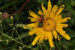 Weidenblättriges Ochsenauge, Weidenblättriges Rindsauge, Buphthalmum salicifolium, Buphthalmum salicifolium, Weidenblättriges Ochsenauge, Rindsauge, Asteraceae, Blütenkörbchen, mit Veränderliche Krabbenspinne, Misumena vatia Kauf von 01433_buphthalmum_salicifolium_dsc_1913.jpg