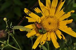 Weidenblättriges Ochsenauge, Weidenblättriges Rindsauge, Buphthalmum salicifolium, Buphthalmum salicifolium, Weidenblättriges Ochsenauge, Rindsauge, Asteraceae, Blütenkörbchen, mit Veränderliche Krabbenspinne, Misumena vatia Kauf von 01433_buphthalmum_salicifolium_dsc_1914.jpg