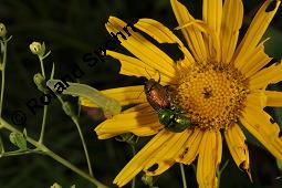 Weidenblättriges Ochsenauge, Weidenblättriges Rindsauge, Buphthalmum salicifolium, Buphthalmum salicifolium, Weidenblättriges Ochsenauge, Rindsauge, Asteraceae, Blütenkörbchen, mit Veränderliche Krabbenspinne, Misumena vatia Kauf von 01433_buphthalmum_salicifolium_dsc_1915.jpg