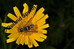 Weidenblättriges Ochsenauge, Weidenblättriges Rindsauge, Buphthalmum salicifolium, Buphthalmum salicifolium, Weidenblättriges Ochsenauge, Rindsauge, Asteraceae, Blütenkörbchen, mit Veränderliche Krabbenspinne, Misumena vatia Kauf von 01433_buphthalmum_salicifolium_dsc_1918.jpg