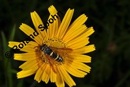 Weidenblättriges Ochsenauge, Weidenblättriges Rindsauge, Buphthalmum salicifolium, Buphthalmum salicifolium, Weidenblättriges Ochsenauge, Rindsauge, Asteraceae, Blütenkörbchen, mit Veränderliche Krabbenspinne, Misumena vatia Kauf von 01433_buphthalmum_salicifolium_dsc_1919.jpg