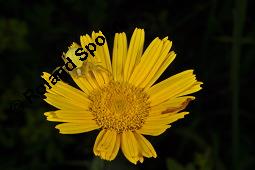 Weidenblättriges Ochsenauge, Weidenblättriges Rindsauge, Buphthalmum salicifolium, Buphthalmum salicifolium, Weidenblättriges Ochsenauge, Rindsauge, Asteraceae, Blütenkörbchen, mit Veränderliche Krabbenspinne, Misumena vatia Kauf von 01433_buphthalmum_salicifolium_dsc_1931.jpg