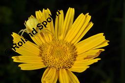 Weidenblättriges Ochsenauge, Weidenblättriges Rindsauge, Buphthalmum salicifolium, Buphthalmum salicifolium, Weidenblättriges Ochsenauge, Rindsauge, Asteraceae, Blütenkörbchen, mit Veränderliche Krabbenspinne, Misumena vatia Kauf von 01433_buphthalmum_salicifolium_dsc_1932.jpg