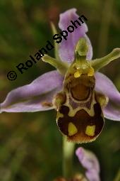 Bienen-Ragwurz, Ophrys apifera, Ophrys apifera, Bienen-Ragwurz, Orchidaceae, Blühend Kauf von 01435_ophrys_apifera_dsc_1603.jpg
