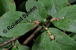 Kirschpflaume, Myrobalane, Kirsch-Pflaume, Prunus cerasifera, Prunus cerasifera ssp. myrobalana, Prunus myrobalanus, Prunus cerasifera, Prunus cerasifera ssp. myrobalana, Prunus myrobalanus, Kirschpflaume, Myrobalane, Kirsch-Pflaume, Rosaceae, fruchtend Kauf von 01466_prunus_cerasifera_dsc_1048.jpg