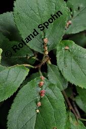 Kirschpflaume, Myrobalane, Kirsch-Pflaume, Prunus cerasifera, Prunus cerasifera ssp. myrobalana, Prunus myrobalanus, Prunus cerasifera, Prunus cerasifera ssp. myrobalana, Prunus myrobalanus, Kirschpflaume, Myrobalane, Kirsch-Pflaume, Rosaceae, fruchtend Kauf von 01466_prunus_cerasifera_dsc_1049.jpg