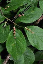 Kirschpflaume, Myrobalane, Kirsch-Pflaume, Prunus cerasifera, Prunus cerasifera ssp. myrobalana, Prunus myrobalanus, Prunus cerasifera, Prunus cerasifera ssp. myrobalana, Prunus myrobalanus, Kirschpflaume, Myrobalane, Kirsch-Pflaume, Rosaceae, fruchtend Kauf von 01466_prunus_cerasifera_dsc_1050.jpg