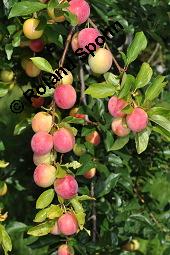 Kirschpflaume, Myrobalane, Kirsch-Pflaume, Prunus cerasifera, Prunus cerasifera ssp. myrobalana, Prunus myrobalanus, Prunus cerasifera, Prunus cerasifera ssp. myrobalana, Prunus myrobalanus, Kirschpflaume, Myrobalane, Kirsch-Pflaume, Rosaceae, fruchtend Kauf von 01466_prunus_cerasifera_dsc_5632.jpg