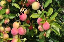 Kirschpflaume, Myrobalane, Kirsch-Pflaume, Prunus cerasifera, Prunus cerasifera ssp. myrobalana, Prunus myrobalanus, Prunus cerasifera, Prunus cerasifera ssp. myrobalana, Prunus myrobalanus, Kirschpflaume, Myrobalane, Kirsch-Pflaume, Rosaceae, fruchtend Kauf von 01466_prunus_cerasifera_dsc_5633.jpg