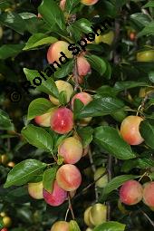 Kirschpflaume, Myrobalane, Kirsch-Pflaume, Prunus cerasifera, Prunus cerasifera ssp. myrobalana, Prunus myrobalanus, Prunus cerasifera, Prunus cerasifera ssp. myrobalana, Prunus myrobalanus, Kirschpflaume, Myrobalane, Kirsch-Pflaume, Rosaceae, fruchtend Kauf von 01466_prunus_cerasifera_dsc_5634.jpg