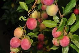 Kirschpflaume, Myrobalane, Kirsch-Pflaume, Prunus cerasifera, Prunus cerasifera ssp. myrobalana, Prunus myrobalanus, Prunus cerasifera, Prunus cerasifera ssp. myrobalana, Prunus myrobalanus, Kirschpflaume, Myrobalane, Kirsch-Pflaume, Rosaceae, fruchtend Kauf von 01466_prunus_cerasifera_dsc_5635.jpg