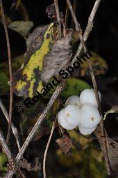 Knallerbsenstrauch, Dickichtbildende Schneebeere, Symphoricarpos albus var. laevigatus, Symphoricarpos rivularis, Caprifoliaceae, Symphoricarpos albus var. laevigatus, Symphoricarpos rivularis, Knallerbsenstrauch, Dickichtbildende Schneebeere, fruchtend Kauf von 01484_symphoricarpos_albus_laevigatus_dsc_0974.jpg