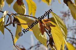 Chinesischer Guttaperchabaum, Duzhong, Eucommia ulmoides, Eucommiaceae, Eucommia ulmoides, Chinesischer Guttaperchabaum, fruchtend Kauf von 01501_eucommia_ulmoides_dsc_0888.jpg