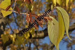 Chinesischer Guttaperchabaum, Duzhong, Eucommia ulmoides, Eucommiaceae, Eucommia ulmoides, Chinesischer Guttaperchabaum, fruchtend Kauf von 01501_eucommia_ulmoides_dsc_0889.jpg