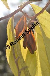 Chinesischer Guttaperchabaum, Duzhong, Eucommia ulmoides, Eucommiaceae, Eucommia ulmoides, Chinesischer Guttaperchabaum, fruchtend Kauf von 01501_eucommia_ulmoides_dsc_0890.jpg