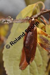 Chinesischer Guttaperchabaum, Duzhong, Eucommia ulmoides, Eucommiaceae, Eucommia ulmoides, Chinesischer Guttaperchabaum, fruchtend Kauf von 01501_eucommia_ulmoides_dsc_0891.jpg