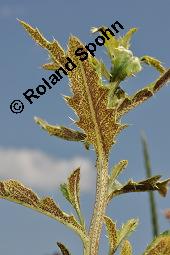 Acker-Kratzdistel, Cirsium arvense, Cirsium arvense, Acker-Kratzdistel, Asteraceae, fruchtend Kauf von 01504_cirsium_arvense_dsc_1855.jpg