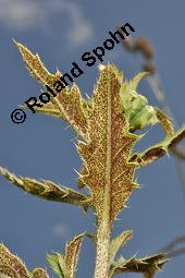 Acker-Kratzdistel, Cirsium arvense, Cirsium arvense, Acker-Kratzdistel, Asteraceae, fruchtend Kauf von 01504_cirsium_arvense_dsc_1856.jpg