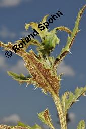 Acker-Kratzdistel, Cirsium arvense, Cirsium arvense, Acker-Kratzdistel, Asteraceae, fruchtend Kauf von 01504_cirsium_arvense_dsc_1857.jpg