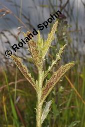 Acker-Kratzdistel, Cirsium arvense, Cirsium arvense, Acker-Kratzdistel, Asteraceae, fruchtend Kauf von 01504_cirsium_arvense_dsc_1858.jpg