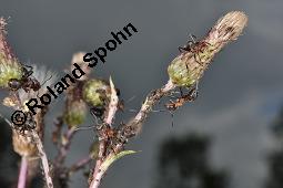 Acker-Kratzdistel, Cirsium arvense, Cirsium arvense, Acker-Kratzdistel, Asteraceae, fruchtend Kauf von 01504_cirsium_arvense_dsc_2610.jpg