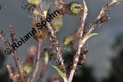 Acker-Kratzdistel, Cirsium arvense, Cirsium arvense, Acker-Kratzdistel, Asteraceae, fruchtend Kauf von 01504_cirsium_arvense_dsc_2611.jpg
