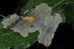 Acker-Kratzdistel, Cirsium arvense, Cirsium arvense, Acker-Kratzdistel, Asteraceae, fruchtend Kauf von 01504_cirsium_arvense_dsc_3359.jpg